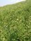 Astragalus κυκλοφορίας απόσπασμα 10% Astragaloside IV Membranaceus καφετιά σκόνη