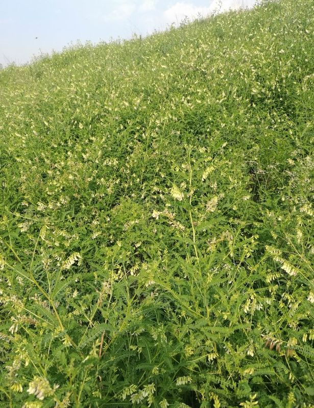 98+% Astragaloside 4 Astragalus ρίζα αντι - εμπρηστική καρδιάς-πνευμόνων λειτουργία HPLC-ELSD βελτίωσης