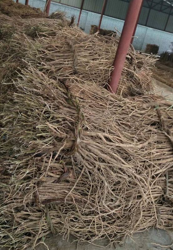 Καφετί Calycosin 7 Glucoside Ο βήτα Δ Astragalus ρίζα 0.5-1% χαμηλώνοντας λίπος αίματος